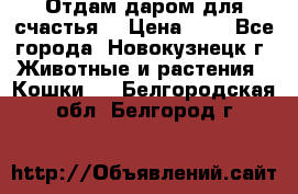 Отдам даром для счастья. › Цена ­ 1 - Все города, Новокузнецк г. Животные и растения » Кошки   . Белгородская обл.,Белгород г.